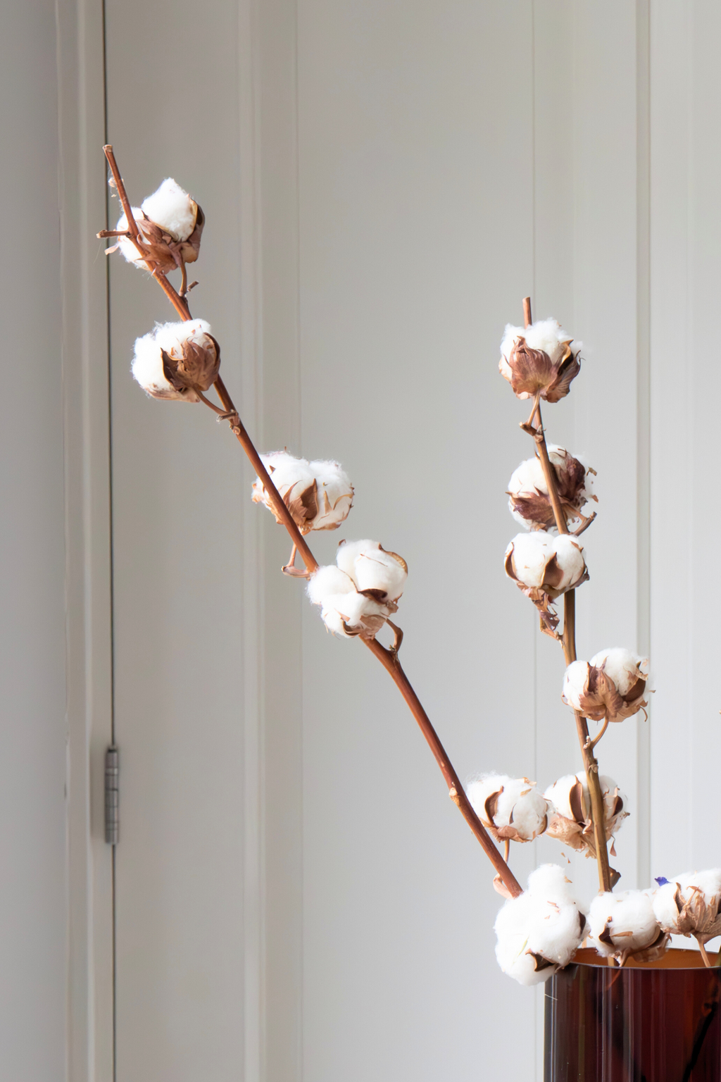 Lot De 3 Branches De Coton – Plante D’Intérieur