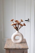 Lot De 10 Protéa Compacta – Plante D’Extérieur