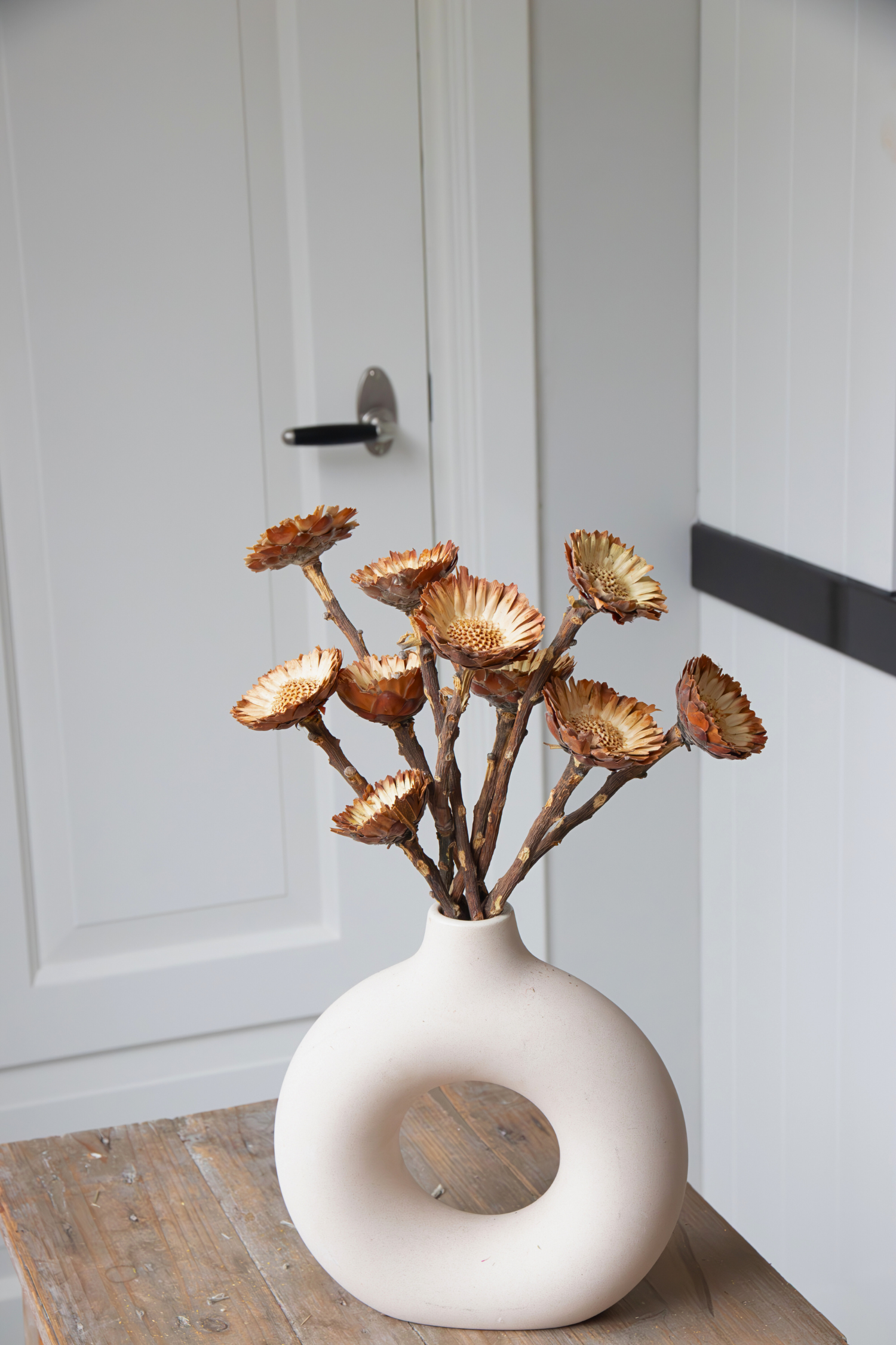 Lot De 10 Protéa Compacta – Plante D’Extérieur