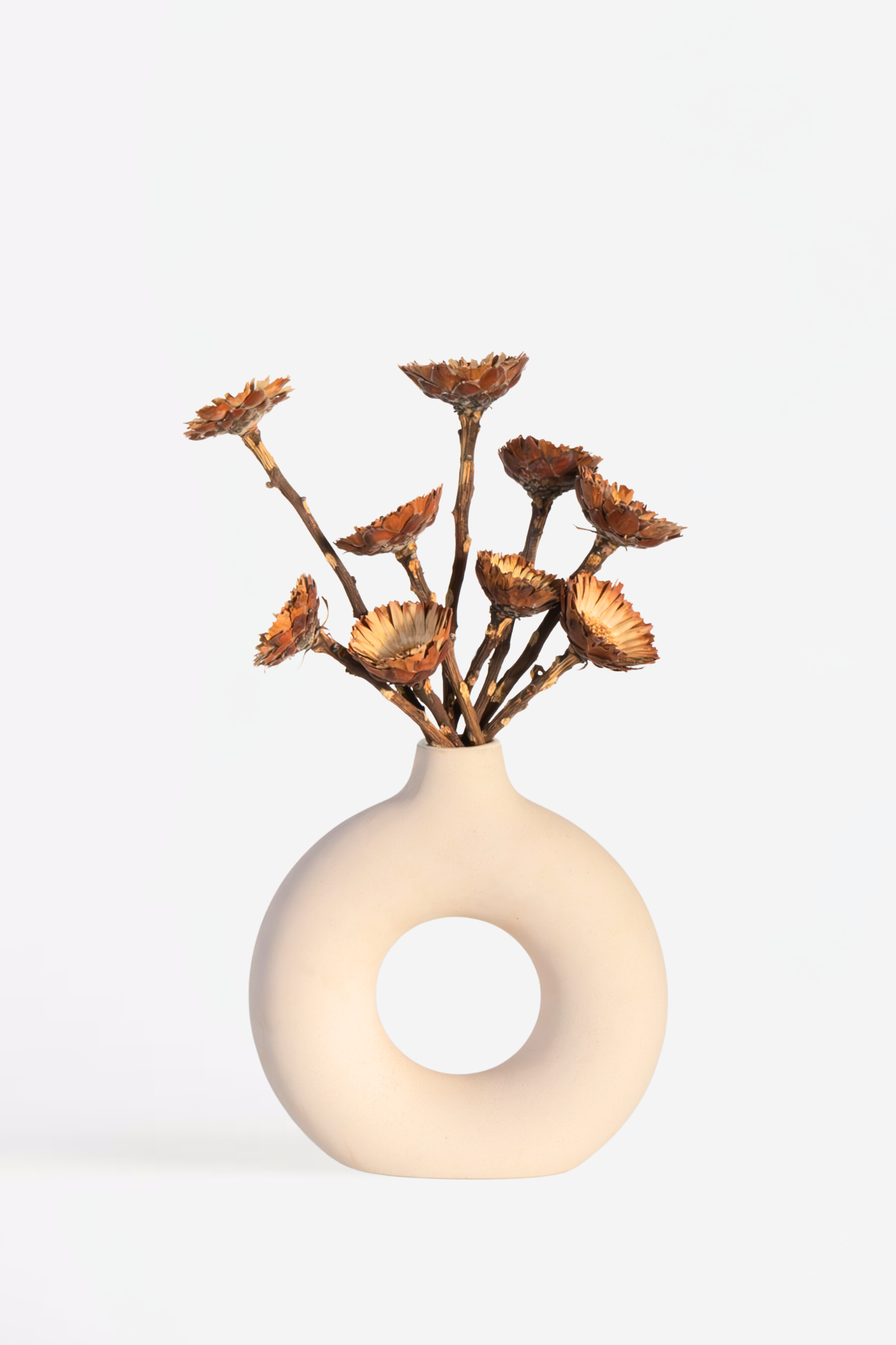 Lot De 10 Protéa Compacta – Plante D’Extérieur