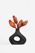 Lot De 5 Protéa Pendula – Plante D’Extérieur
