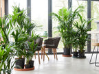 Kentia Xxl ‘Howea Forsteriana’ – Plante D’Intérieur