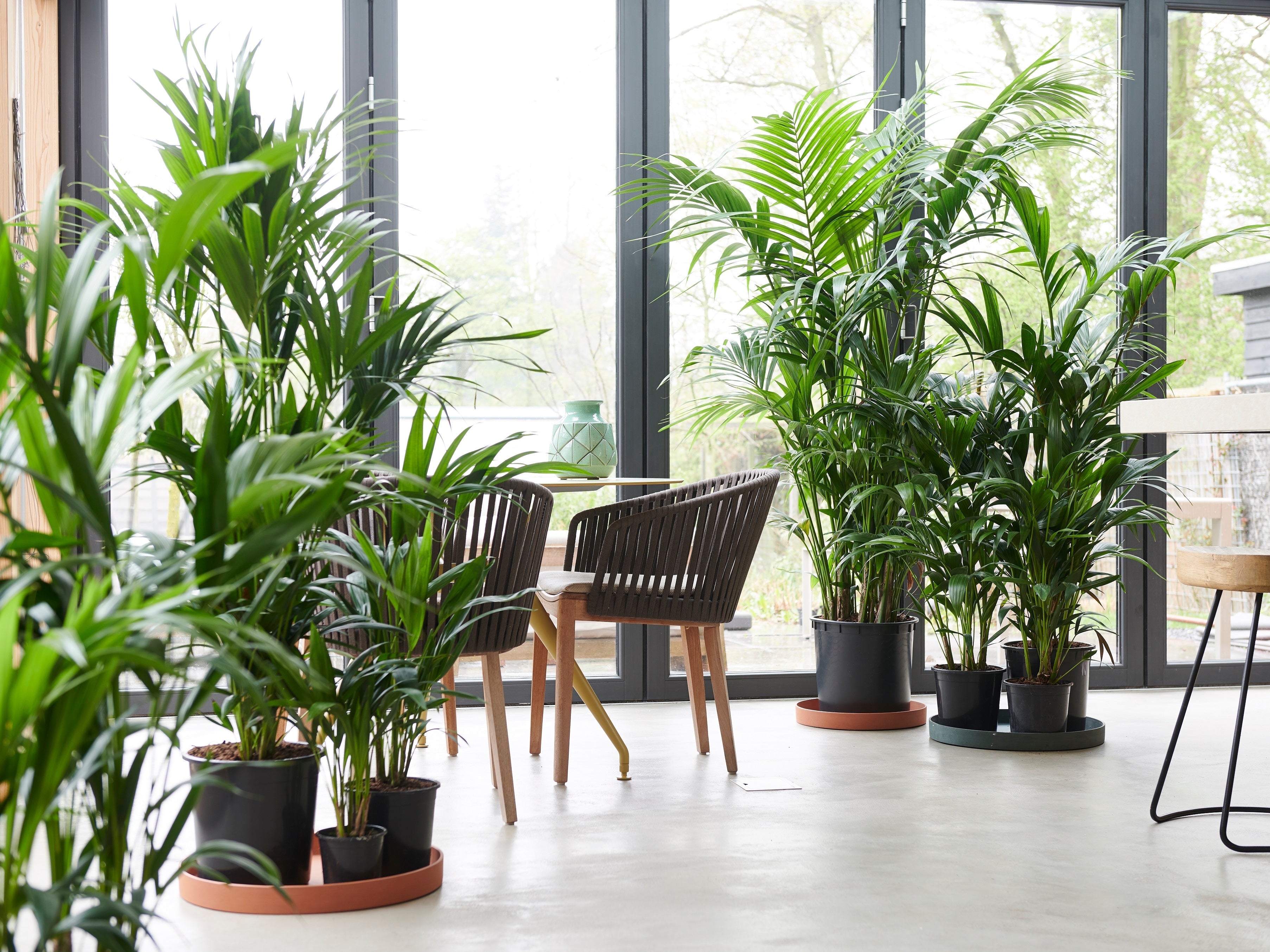 Kentia Xxl ‘Howea Forsteriana’ – Plante D’Intérieur
