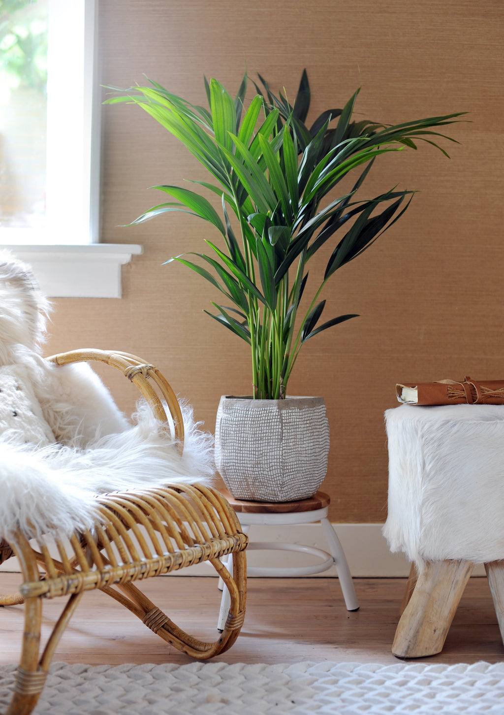 Kentia Xxl ‘Howea Forsteriana’ – Plante D’Intérieur