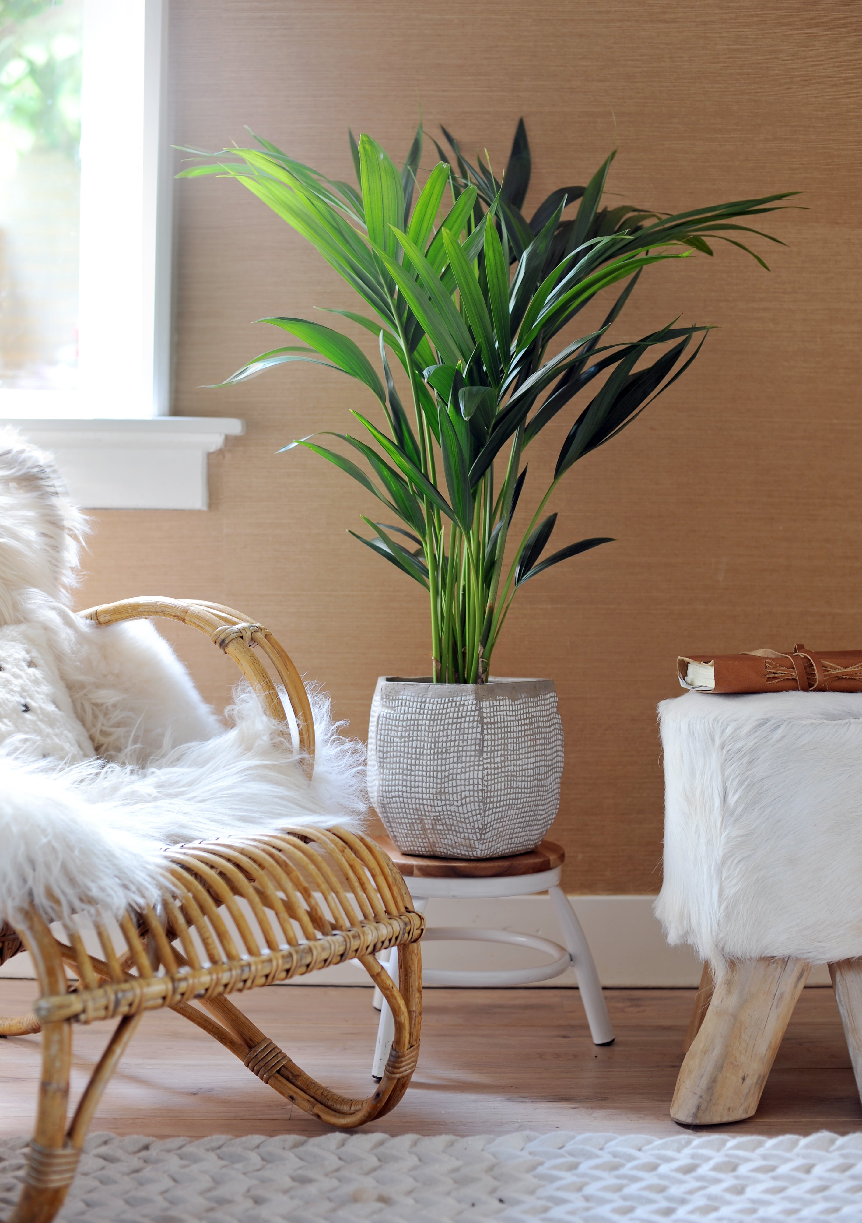 Kentia Xxl ‘Howea Forsteriana’ – Plante D’Intérieur