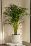 Kentia Xxl ‘Howea Forsteriana’ – Plante D’Intérieur