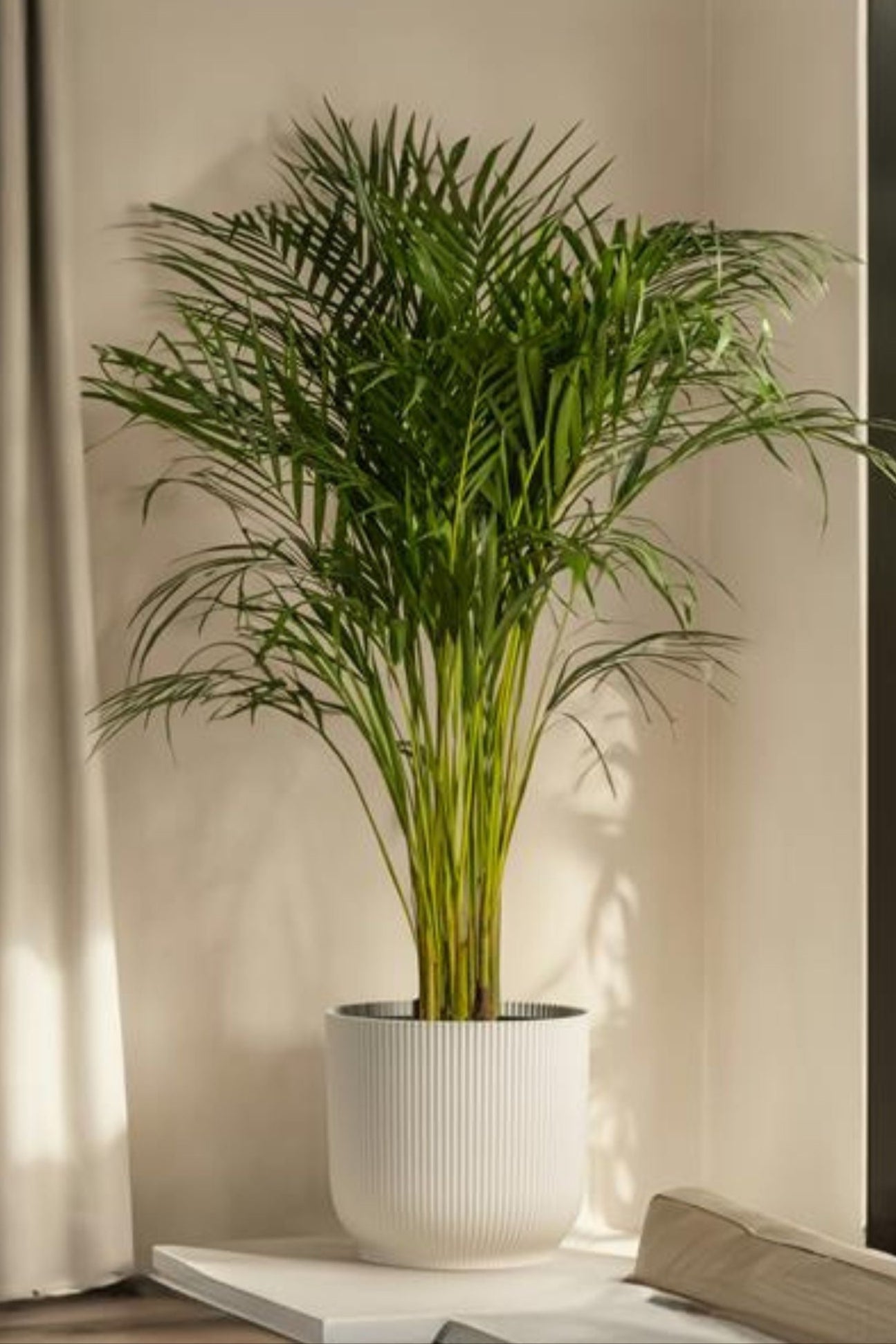 Kentia Xxl ‘Howea Forsteriana’ – Plante D’Intérieur