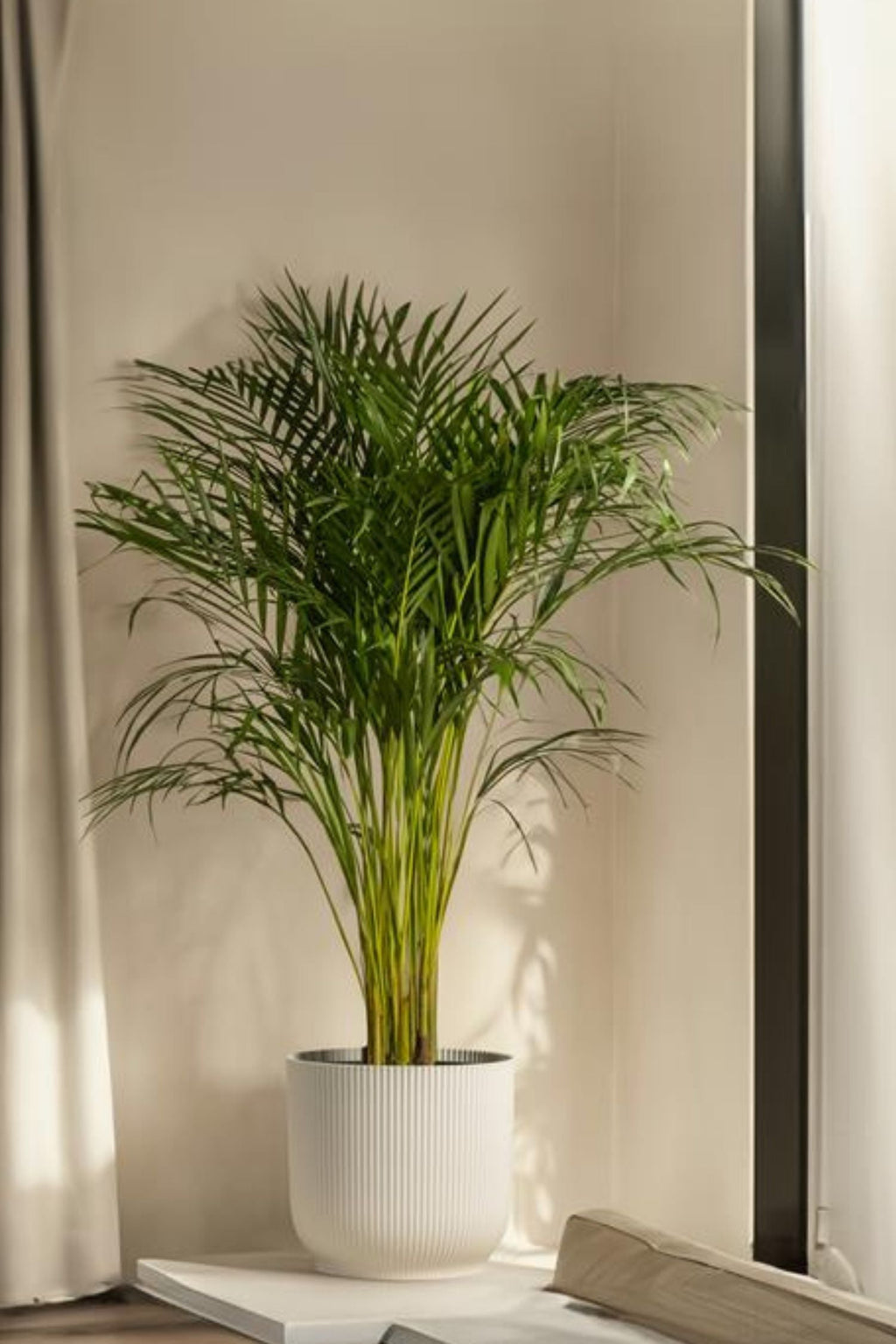 Mélange De 2 Mini Palmiers D’Intérieur – Plante D’Intérieur