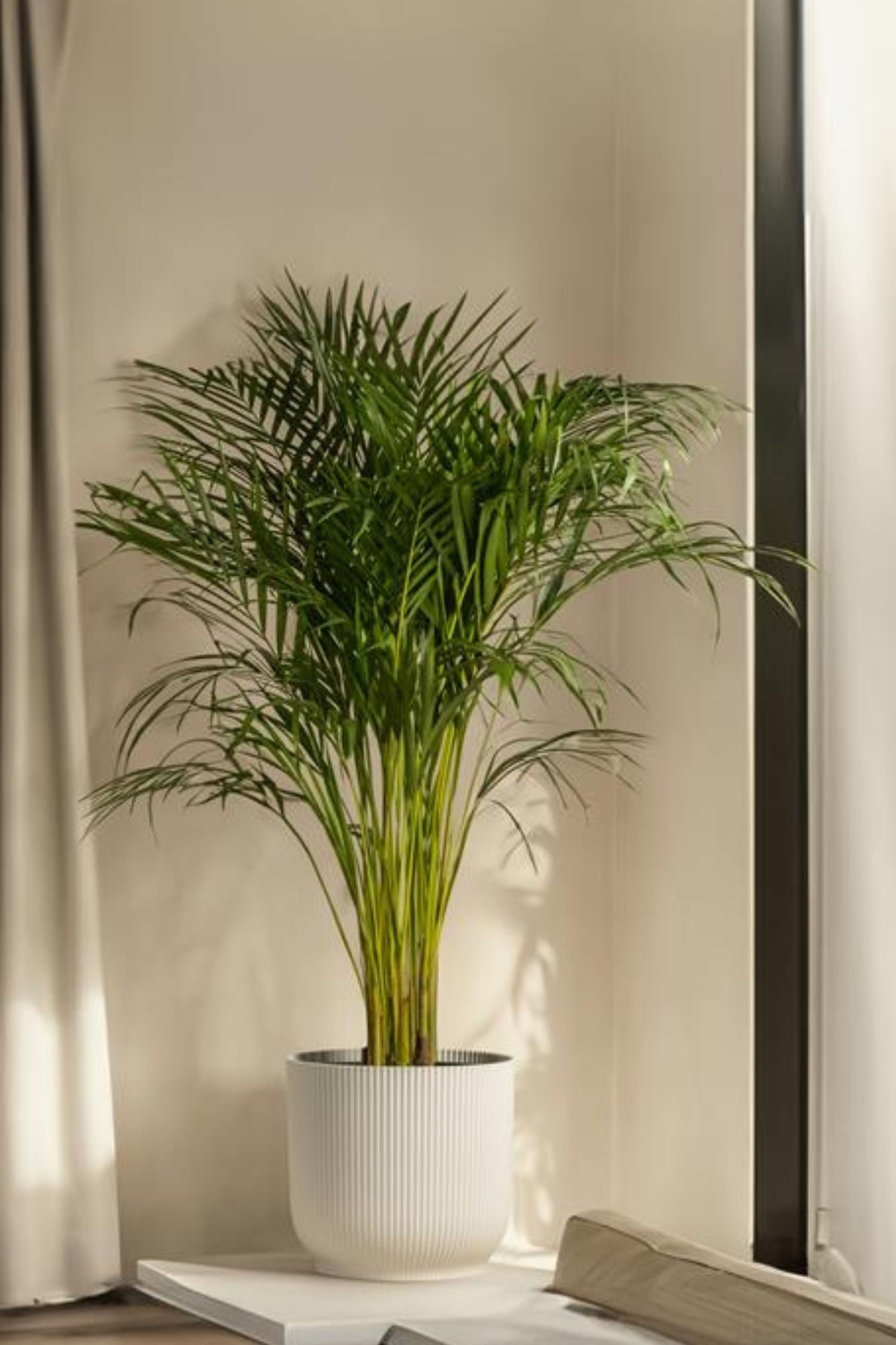 Mélange De 2 Mini Palmiers D’Intérieur – Plante D’Intérieur