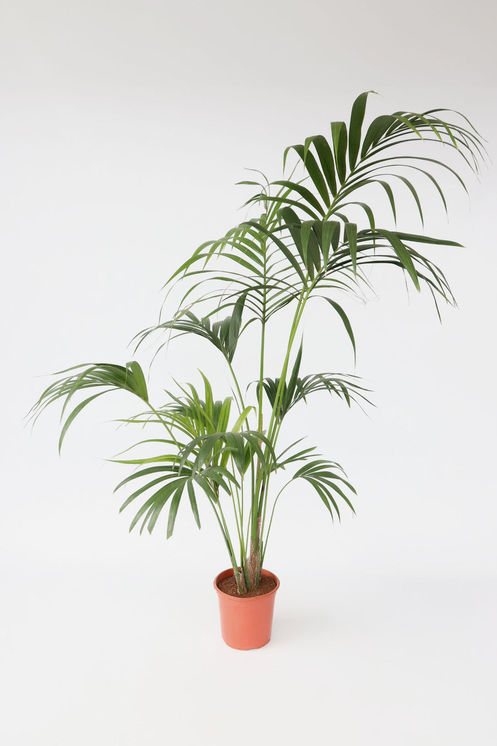 Kentia Xxl ‘Howea Forsteriana’ – Plante D’Intérieur