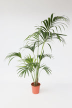 Kentia Xxl ‘Howea Forsteriana’ – Plante D’Intérieur