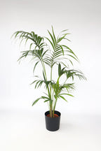 Kentia Xxl ‘Howea Forsteriana’ – Plante D’Intérieur