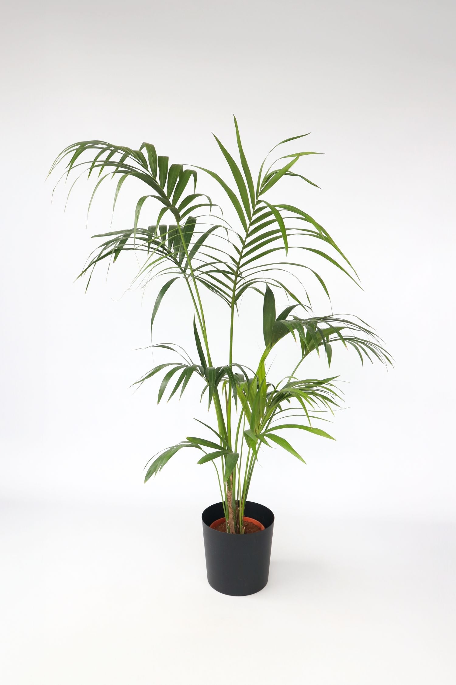 Kentia Xxl ‘Howea Forsteriana’ – Plante D’Intérieur