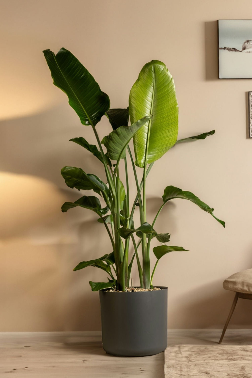 Strelitzia Nicolai Xxl – Plante D’Intérieur