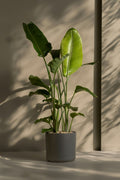Strelitzia Nicolai Xxl – Plante D’Intérieur