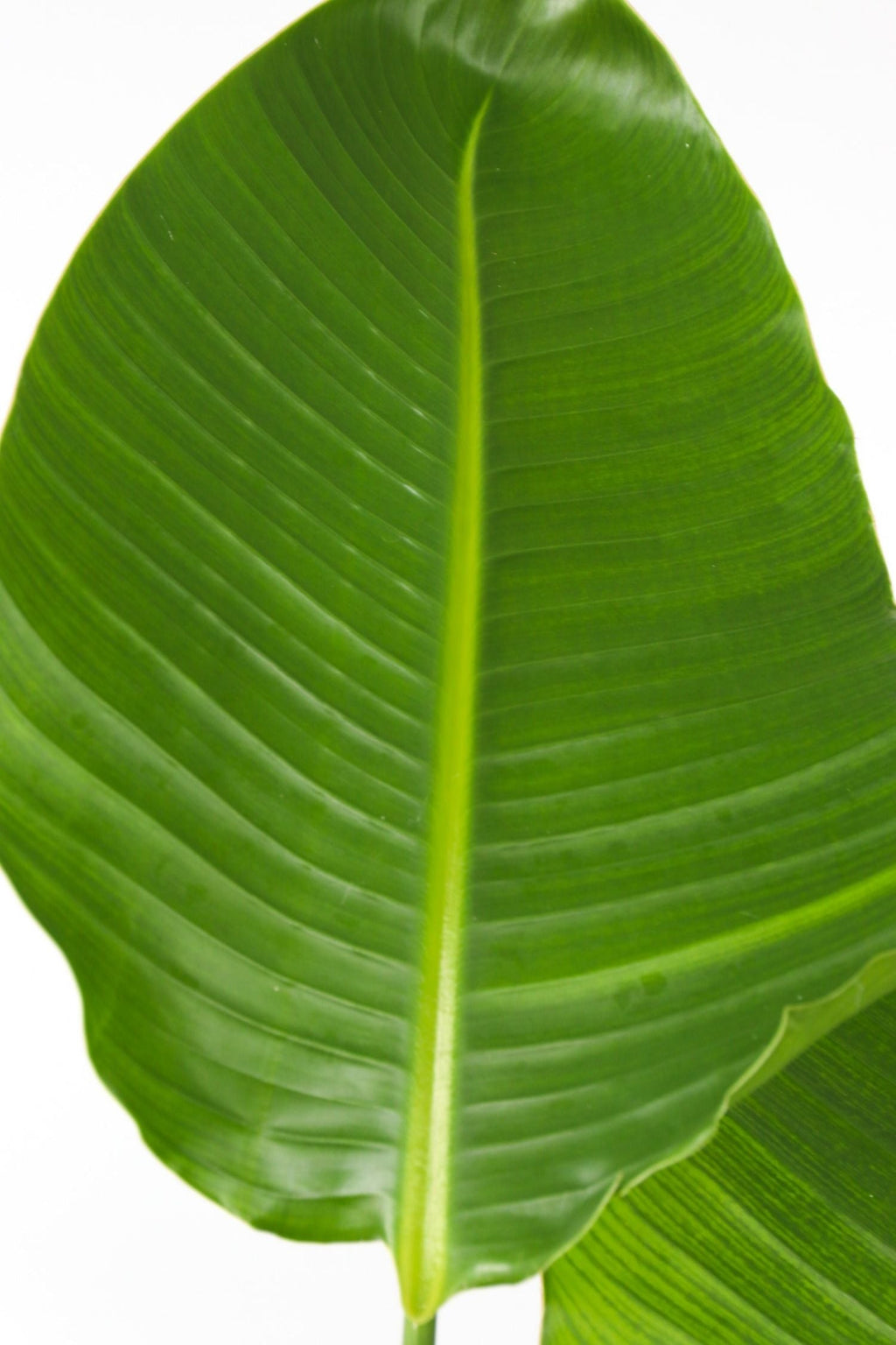 Strelitzia Nicolai Xxl – Plante D’Intérieur