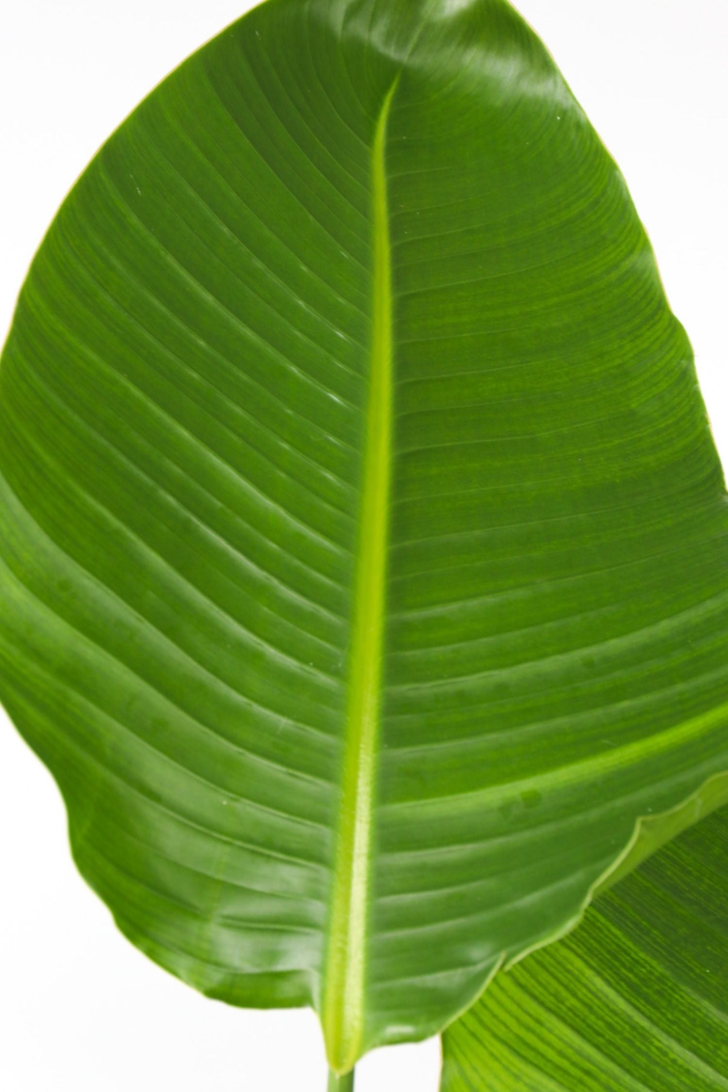 Strelitzia Nicolai Xxl – Plante D’Intérieur