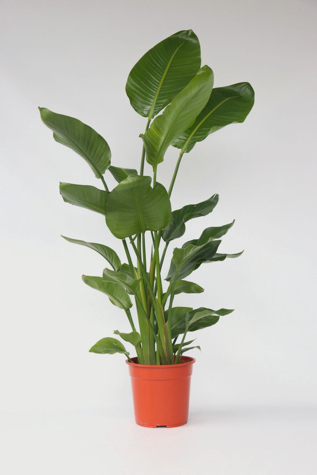 Strelitzia Nicolai Xxl – Plante D’Intérieur