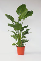 Strelitzia Nicolai Xxl – Plante D’Intérieur