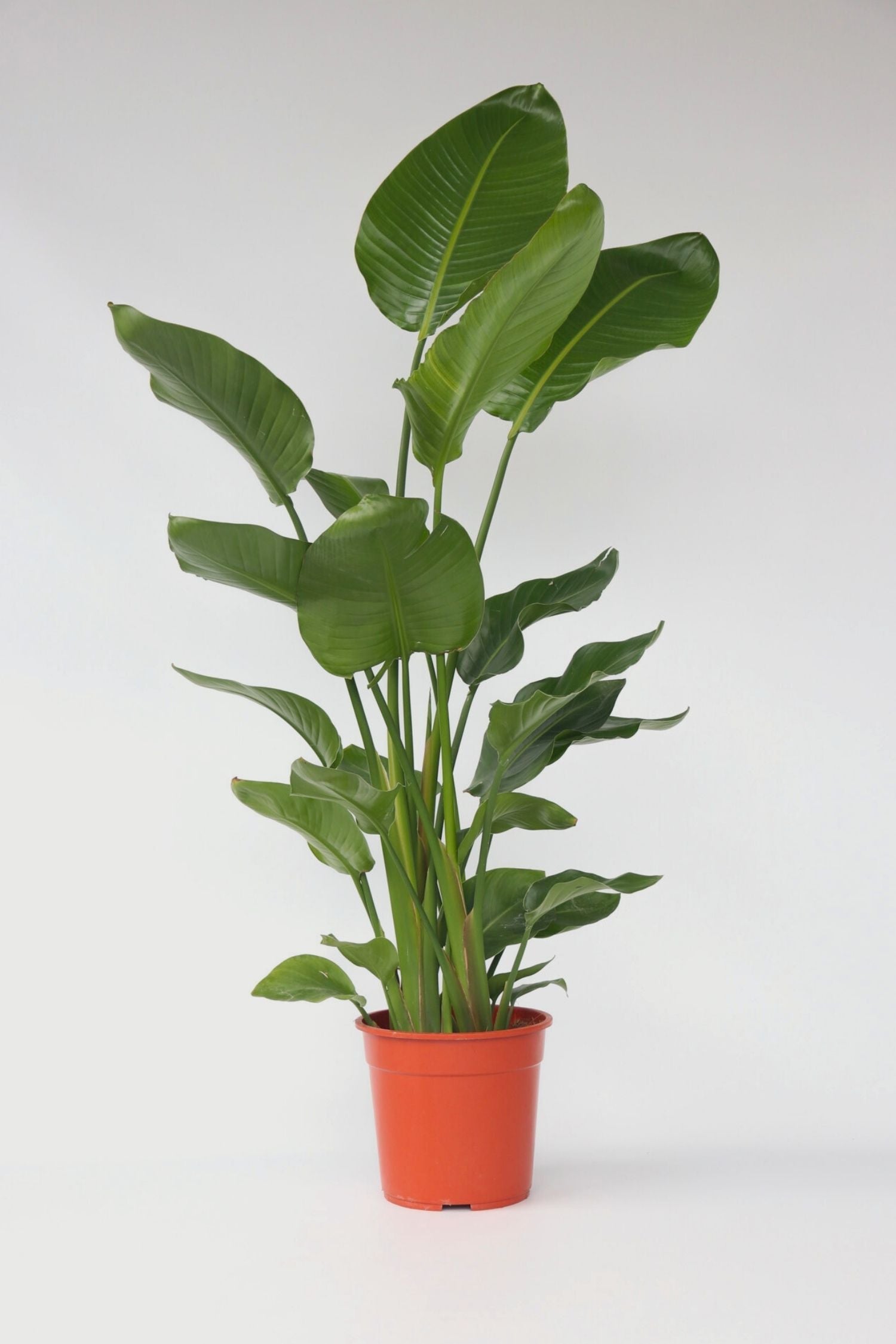 Strelitzia Nicolai Xxl – Plante D’Intérieur