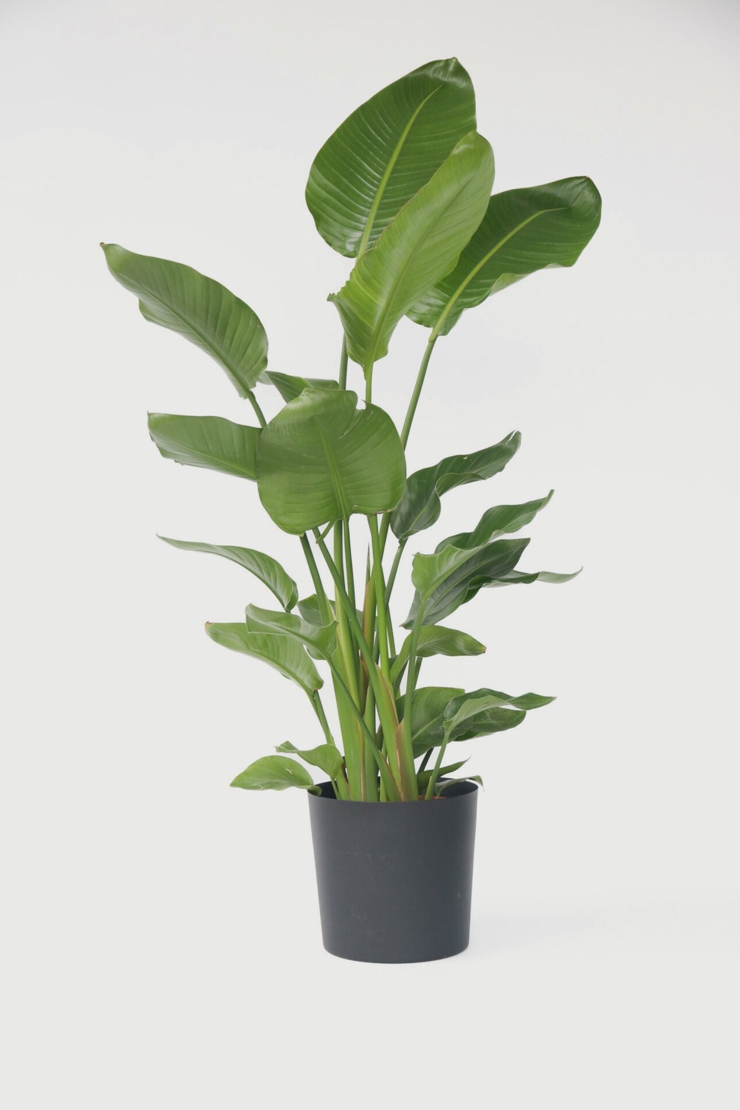 Strelitzia Nicolai Xxl – Plante D’Intérieur