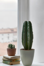 Euphorbia Ingens – Plante D’Intérieur