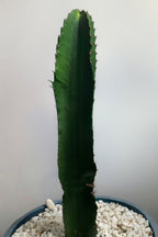 Euphorbia Ingens – Plante D’Intérieur