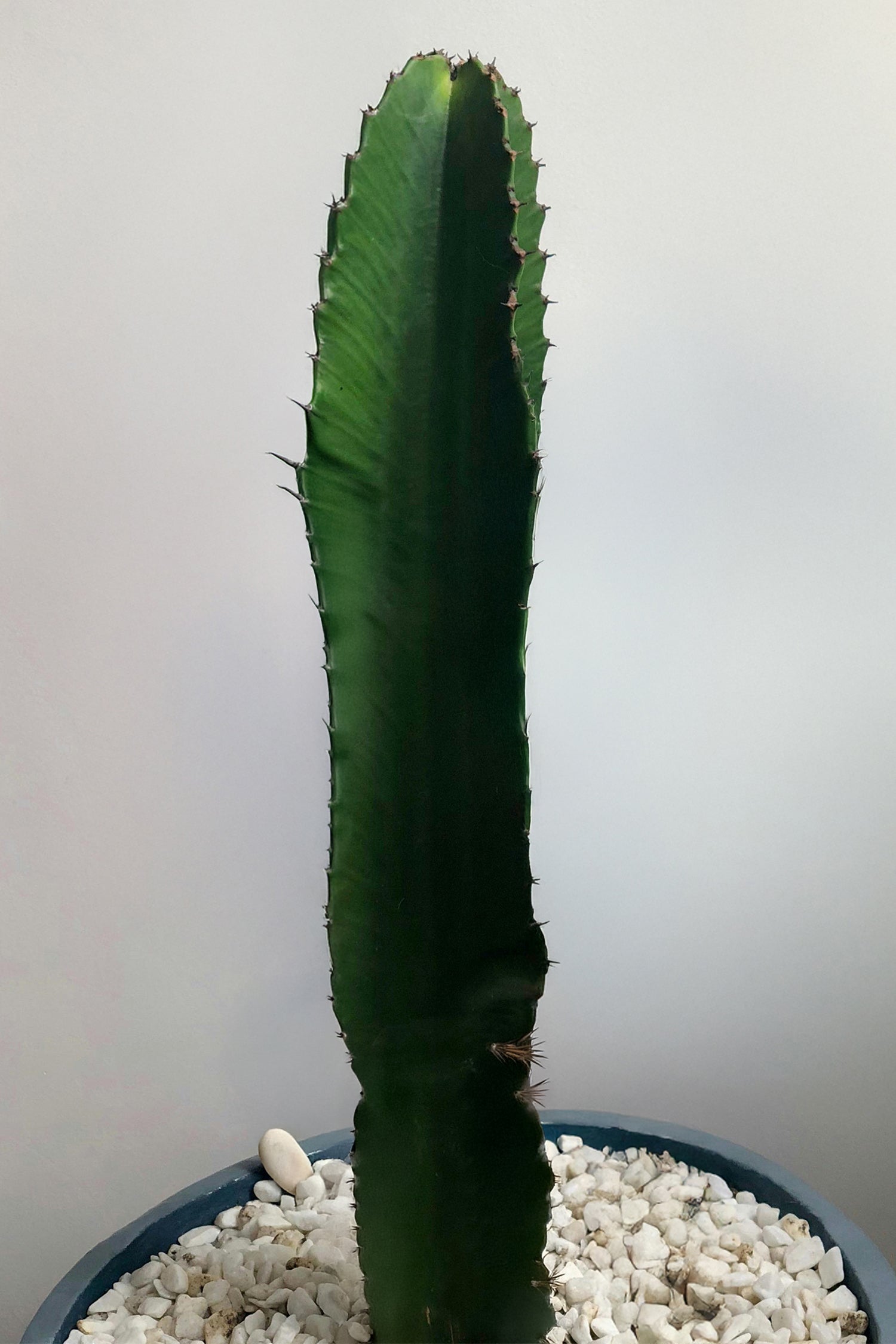 Euphorbia Ingens – Plante D’Intérieur