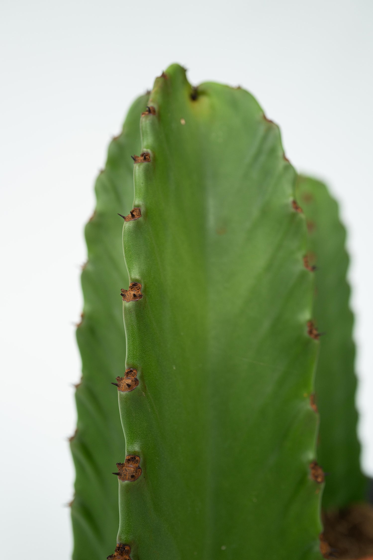 Euphorbia Ingens – Plante D’Intérieur