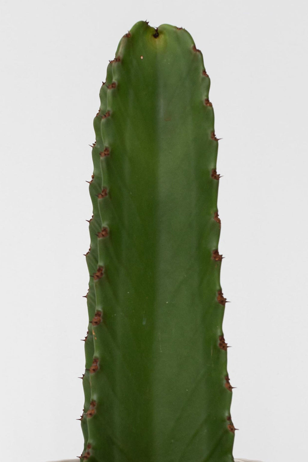 Euphorbia Ingens – Plante D’Intérieur