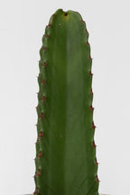 Euphorbia Ingens – Plante D’Intérieur
