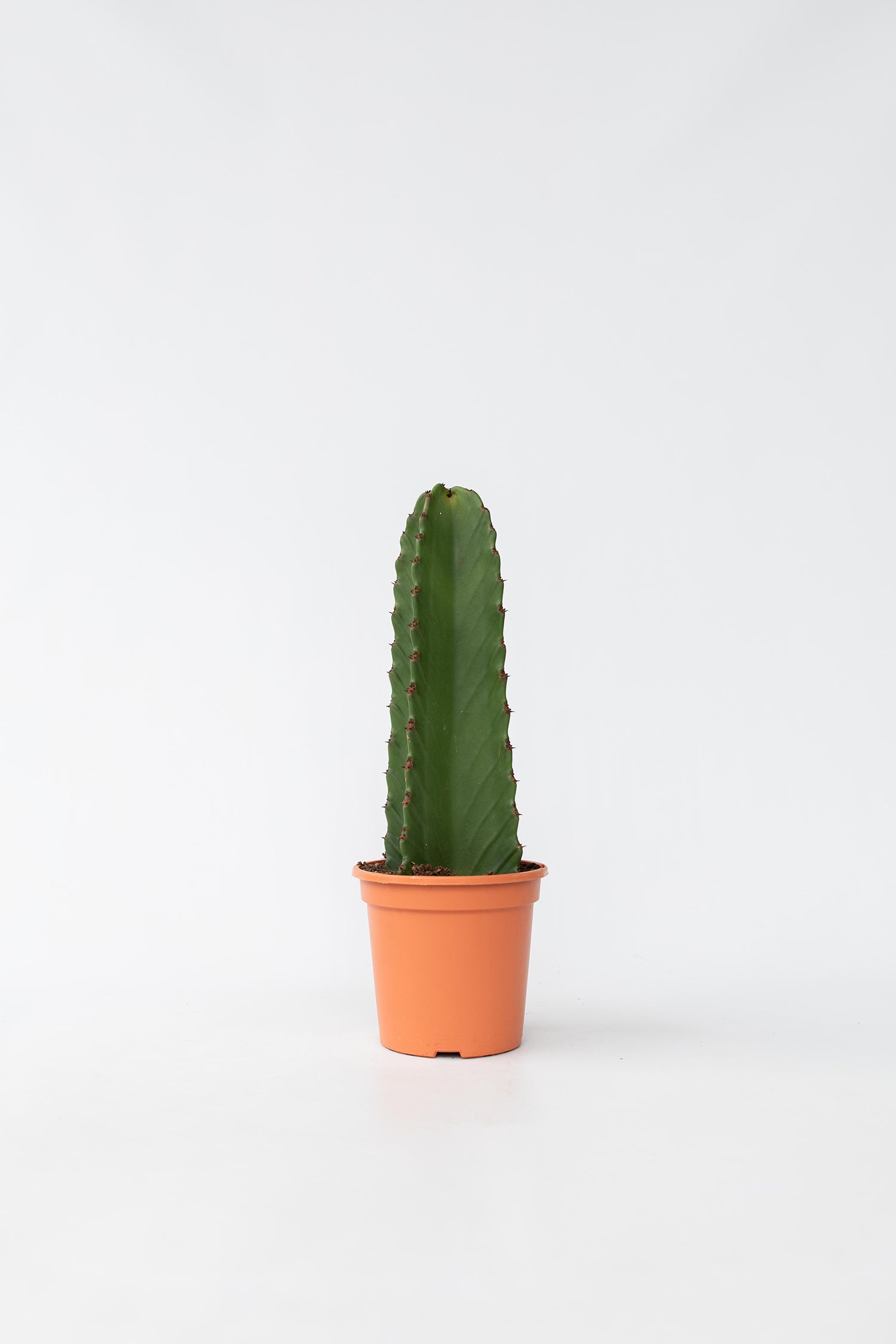 Euphorbia Ingens – Plante D’Intérieur
