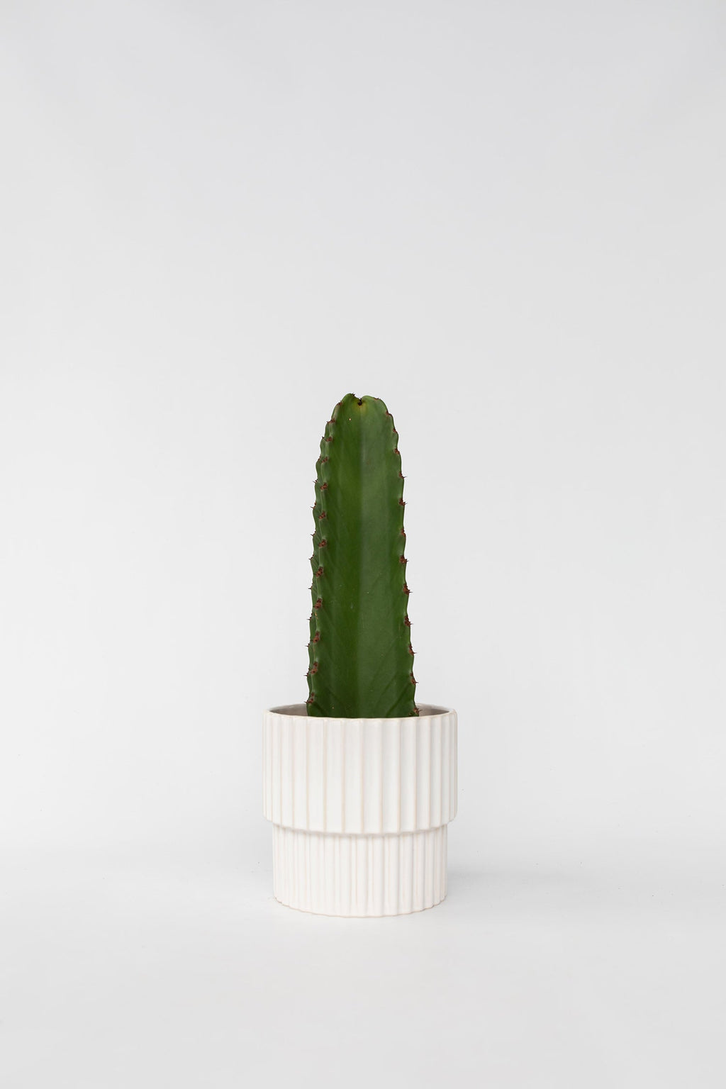 Euphorbia Ingens – Plante D’Intérieur