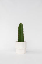 Euphorbia Ingens – Plante D’Intérieur