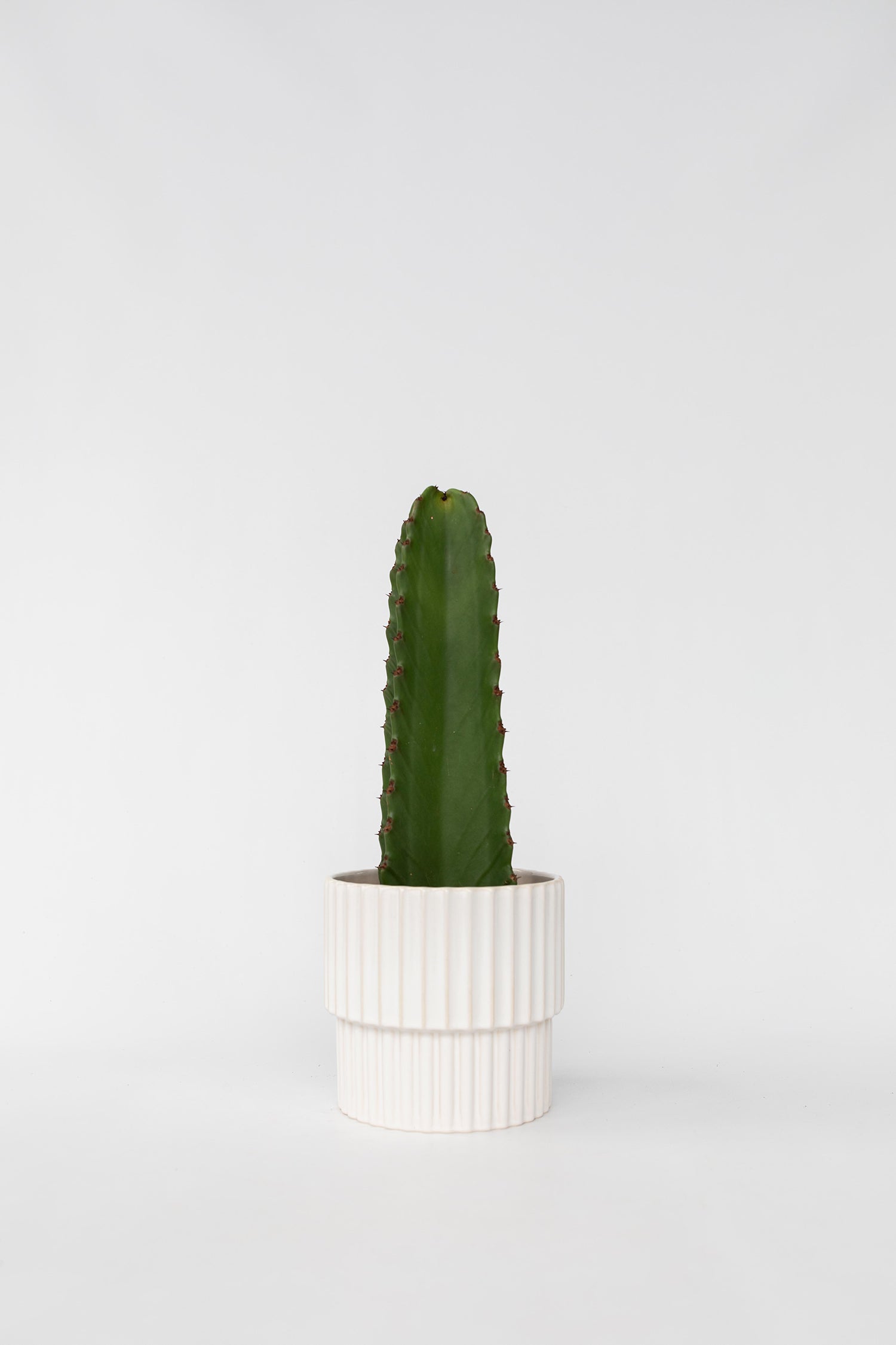 Euphorbia Ingens – Plante D’Intérieur