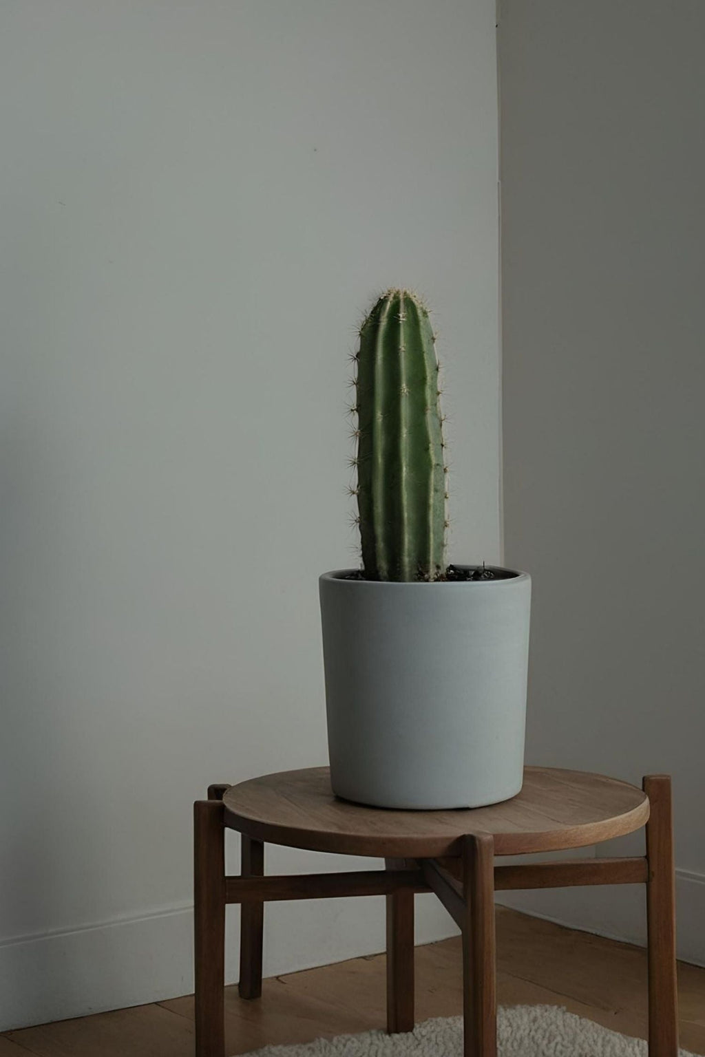 Euphorbia Ingens – Plante D’Intérieur