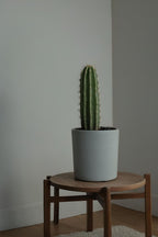 Euphorbia Ingens – Plante D’Intérieur