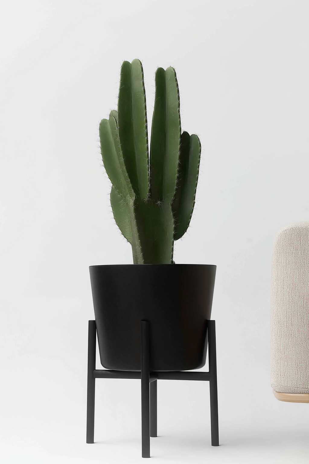 Euphorbia Ingens Xl – Plante D’Intérieur