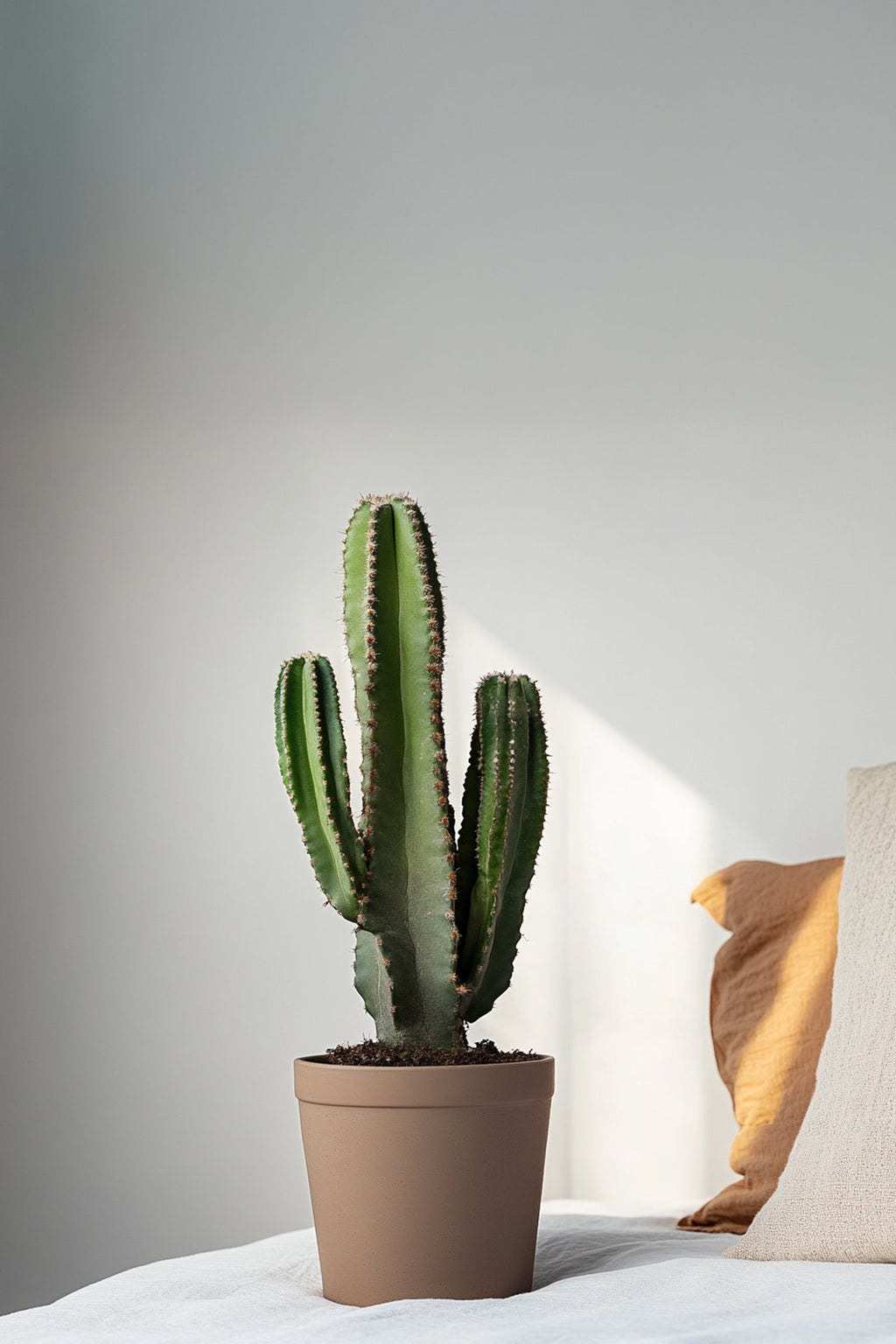 Euphorbia Ingens Xl – Plante D’Intérieur