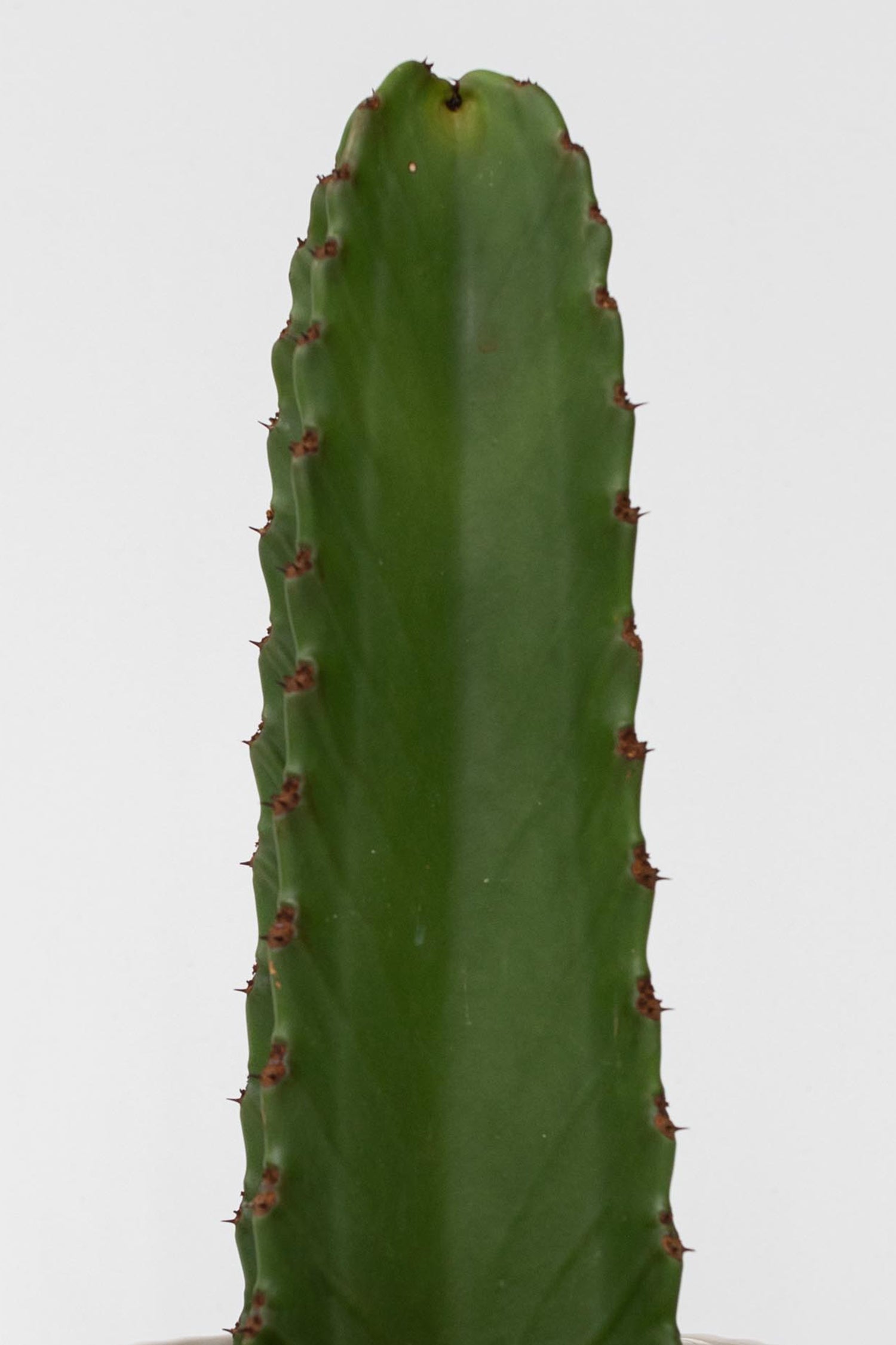 Euphorbia Ingens Xl – Plante D’Intérieur
