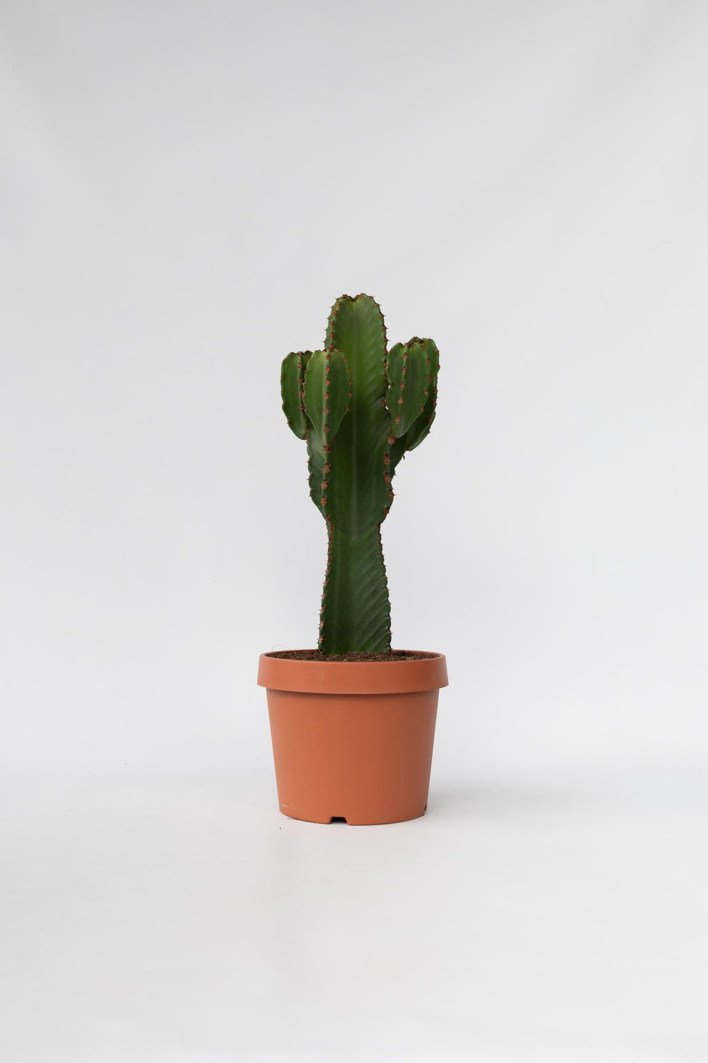 Euphorbia Ingens Xl – Plante D’Intérieur