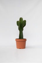 Euphorbia Ingens Xl – Plante D’Intérieur