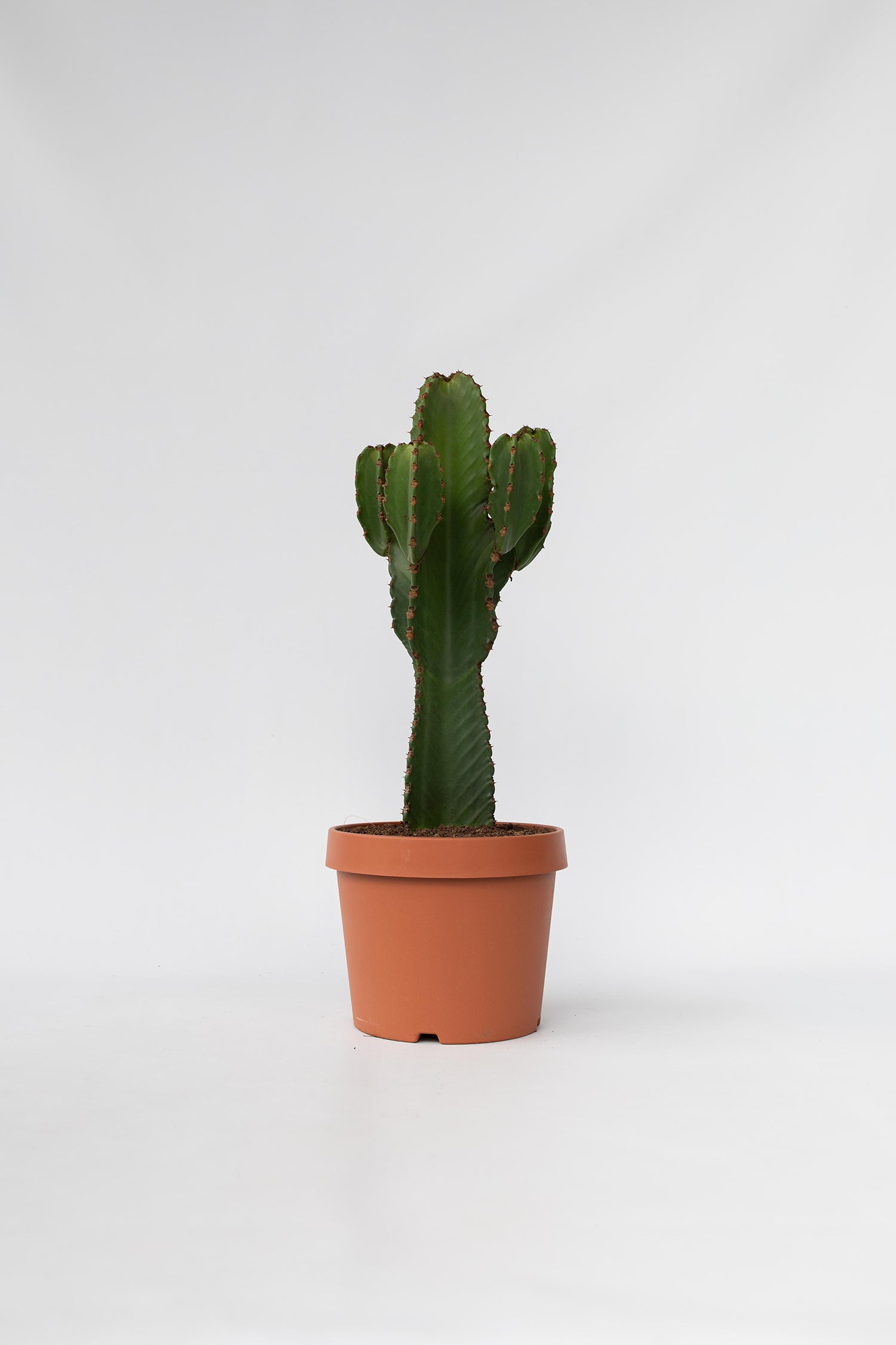 Euphorbia Ingens Xl – Plante D’Intérieur