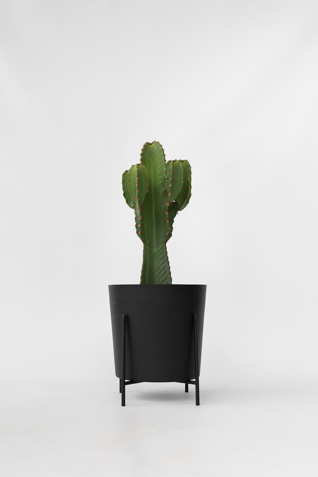 Euphorbia Ingens Xl – Plante D’Intérieur