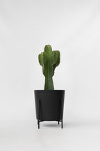Euphorbia Ingens Xl – Plante D’Intérieur