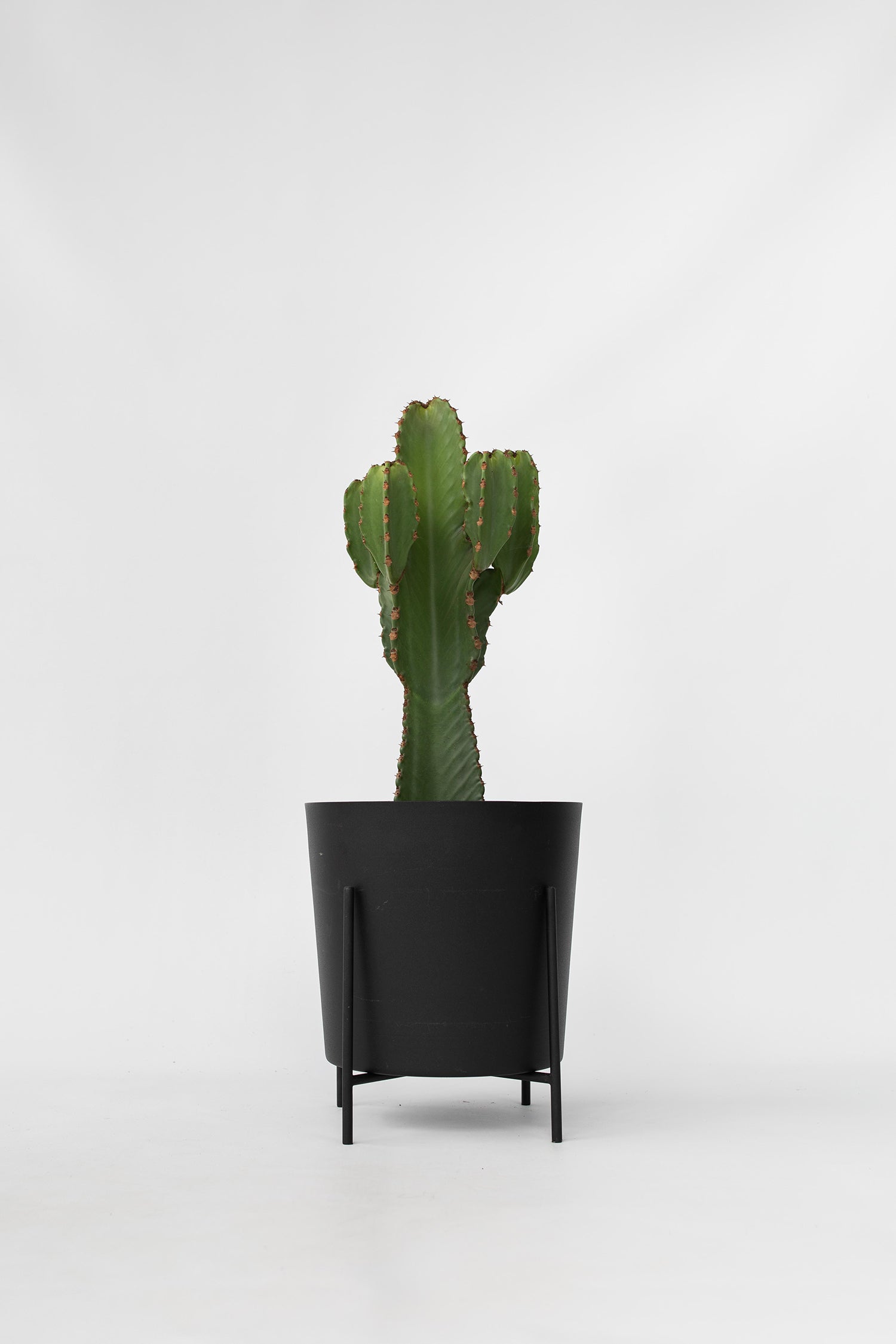 Euphorbia Ingens Xl – Plante D’Intérieur