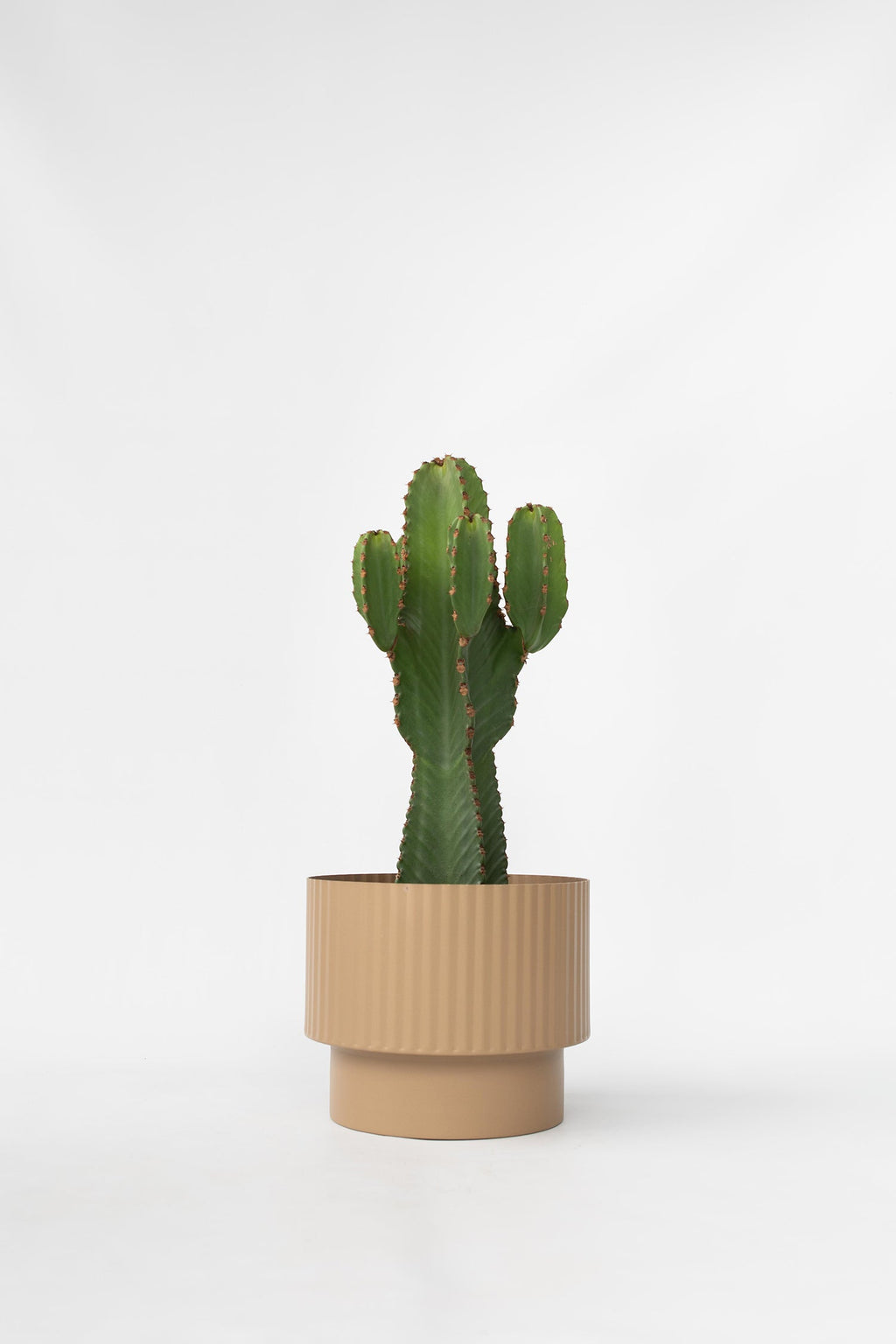 Euphorbia Ingens Xl – Plante D’Intérieur