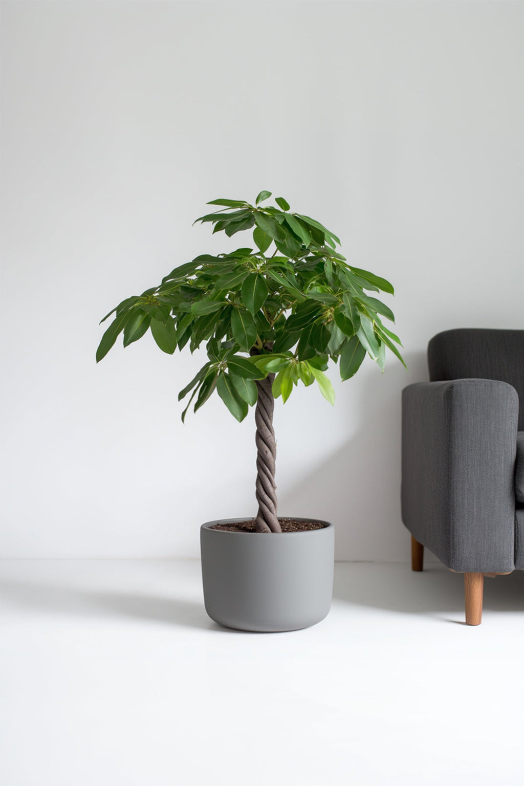 Pachira « Arbre À Monnaie » Xl – Plante D’Intérieur