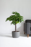 Pachira « Arbre À Monnaie » Xl – Plante D’Intérieur