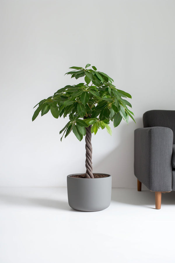 Pachira « Arbre À Monnaie » Xl – Plante D’Intérieur